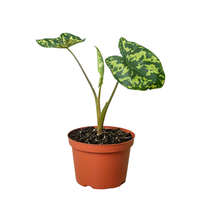 Alocasia 'Hilo Beauty'