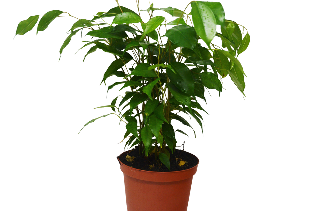 Ficus 'Benjamina' - 4" Pot