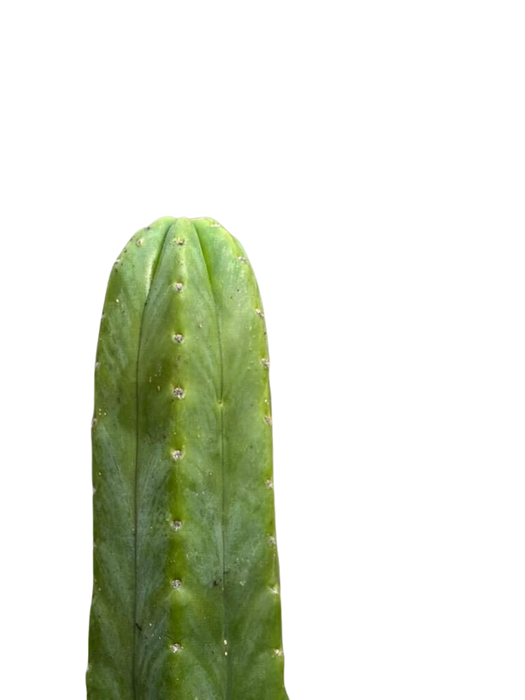 Cactus Echinopsis Pachanoi - 2FT