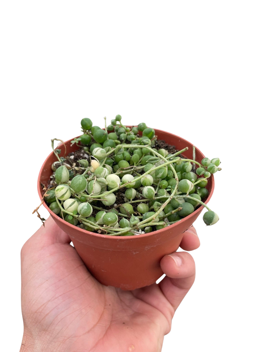 succulent plants string of pearls Succulent 'String of Pearls' Variegated — house-plant-west
