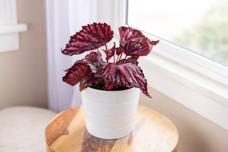 rare house plants wholesale Rare Pre-Pack #1