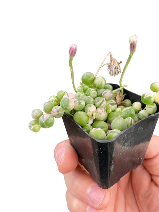 variegated string of pearls succulent Succulent 'String of Pearls' Variegated — house-plant-west