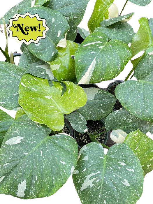 Monstera 'Thai Constellation'