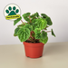 Peperomia 'Ripple' - House Plant Shop