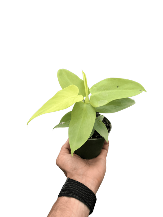 Philodendron 'Gold Violin'