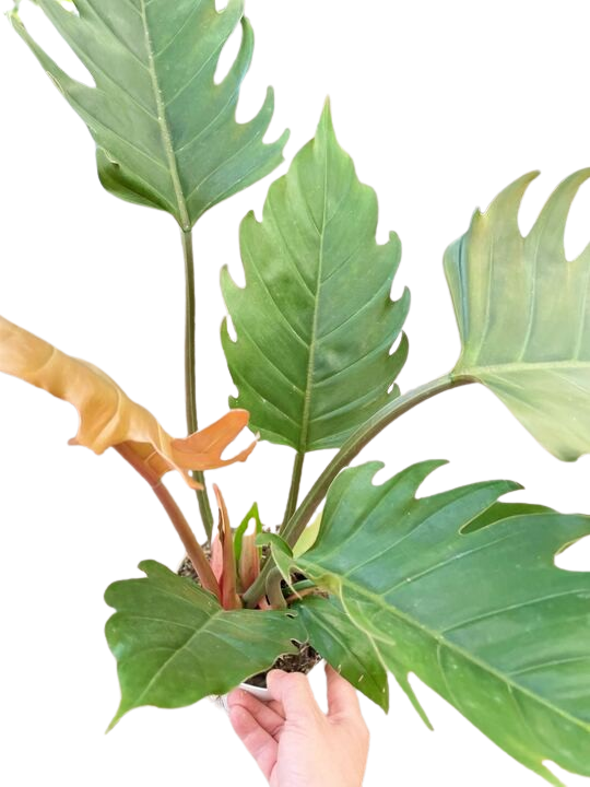 caramel philodendron Philodendron 'Caramel Pluto' — house-plant-west