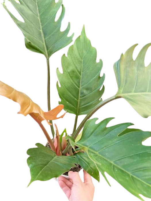 philodendron red pluto Philodendron 'Caramel Pluto' — house-plant-west