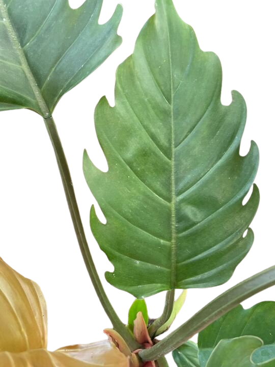 choco empress philodendron price Philodendron 'Caramel Pluto' — house-plant-west