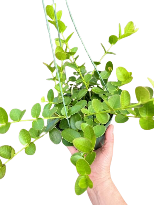 Hoya Cumingiana