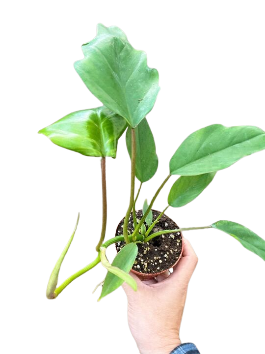 philodendron tahiti mayoi Philodendron Mayoi — house-plant-west