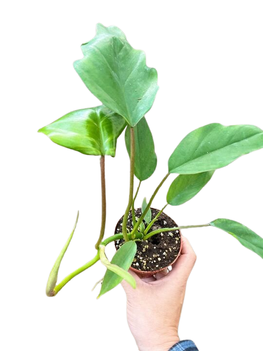 philodendron mayoi Philodendron Mayoi — house-plant-west