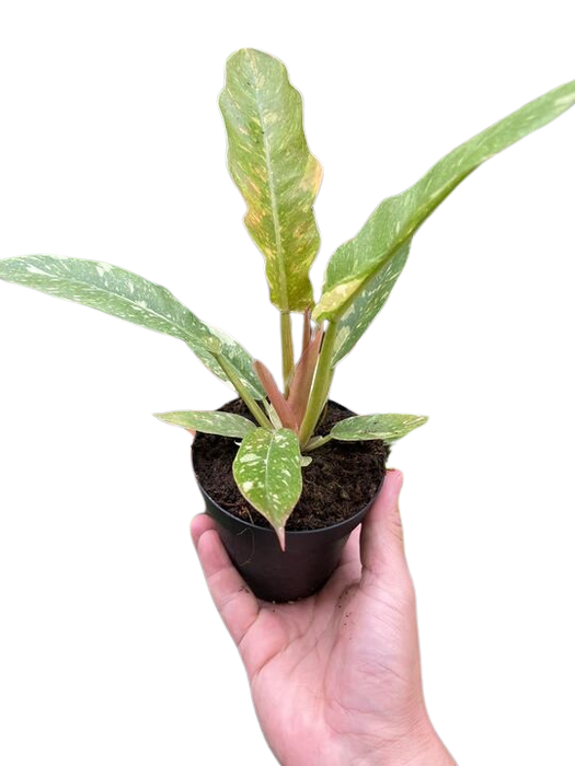 Philodendron 'Variegated Ring of Fire'