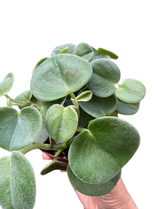 Peperomia 'Felted'