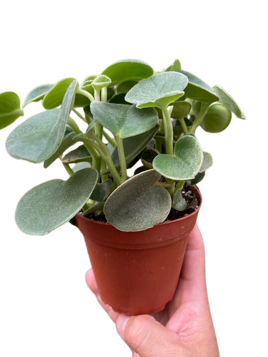 Peperomia 'Felted'