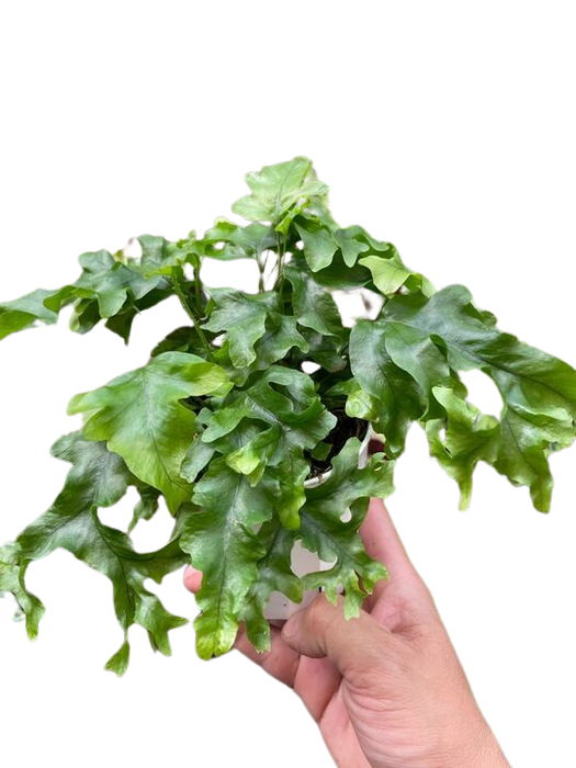 Fern 'Nicolas Diamond'