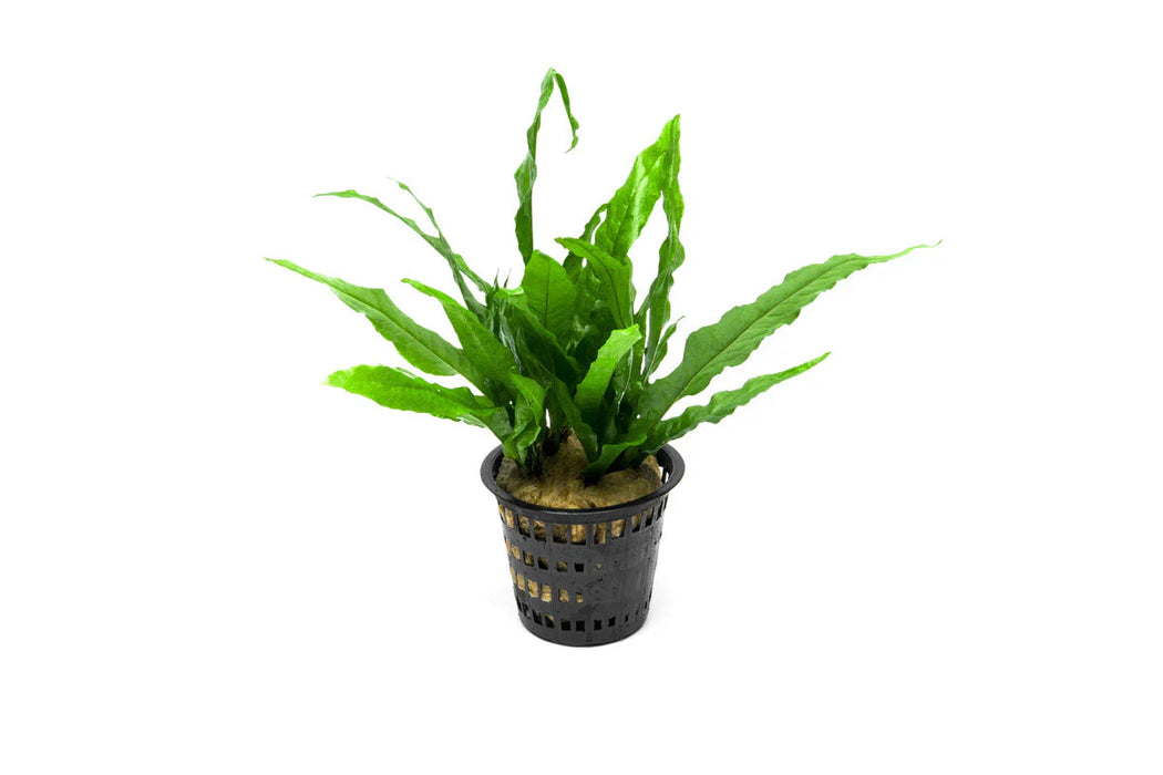 Java Pot Java Fern (Microsorum pteropus) – Mother Pot — house-plant-west