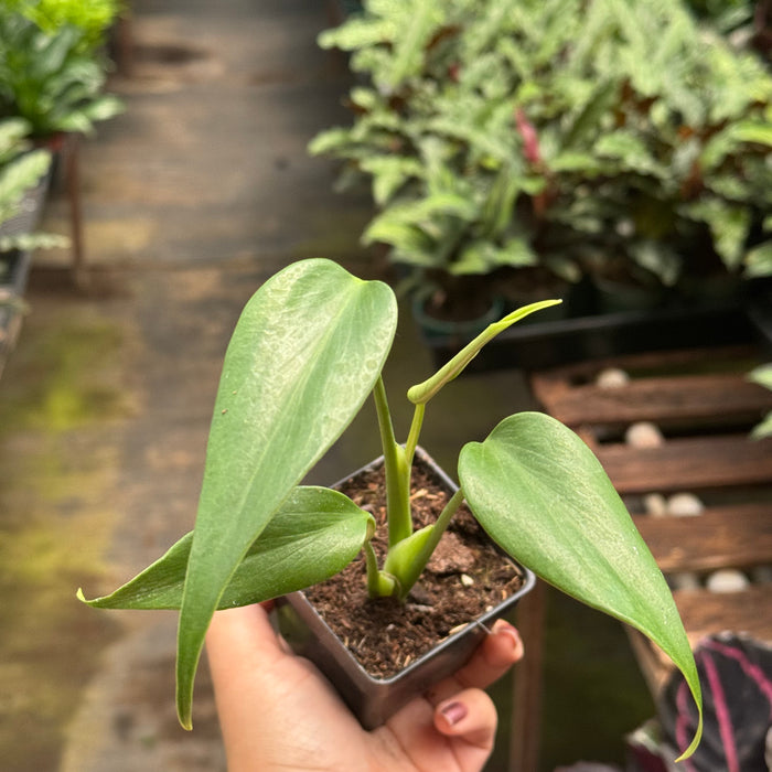 Monstera Burle Marx Flame
