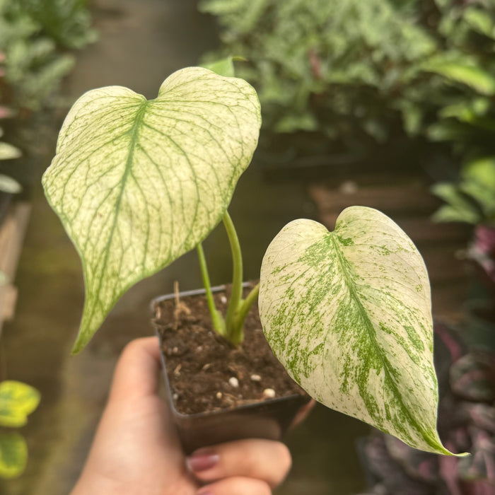 Monstera Deliciosa 'White Monster'