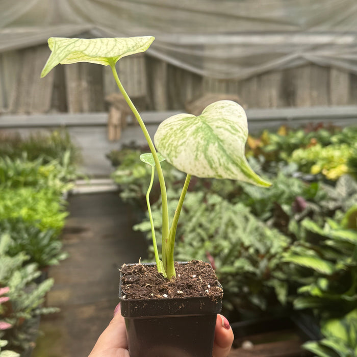 Monstera Deliciosa 'White Monster'