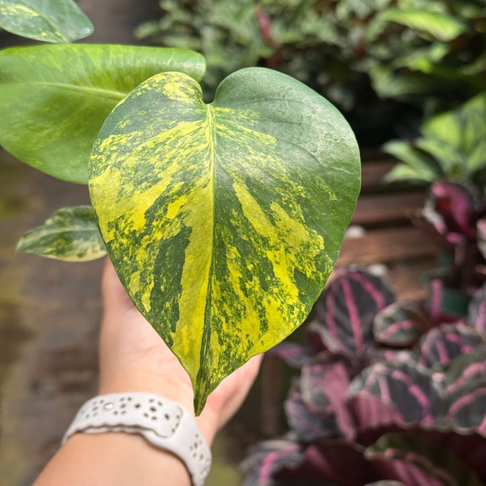Monstera Deliciosa 'Yellow Marilyn'