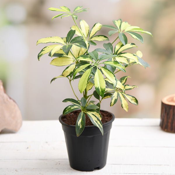 house plant nursery wholesale Mini Pre-Pack #2