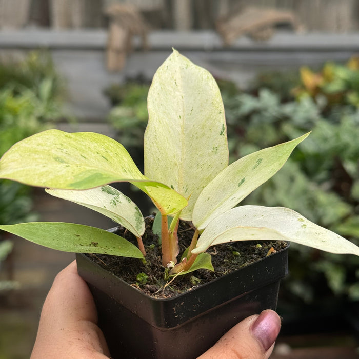 Philodendron 'Snowdrift'