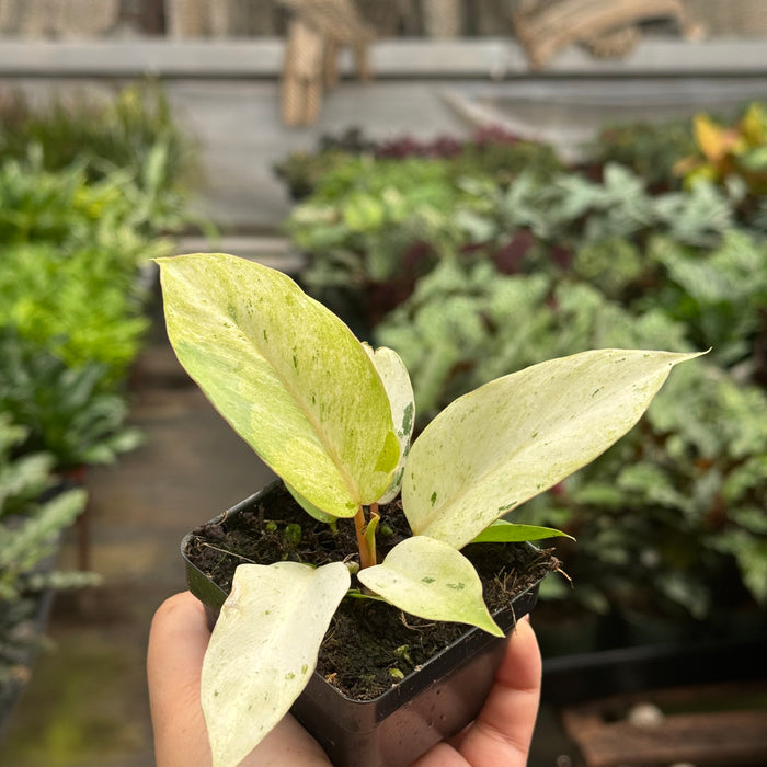 Philodendron 'Snowdrift'