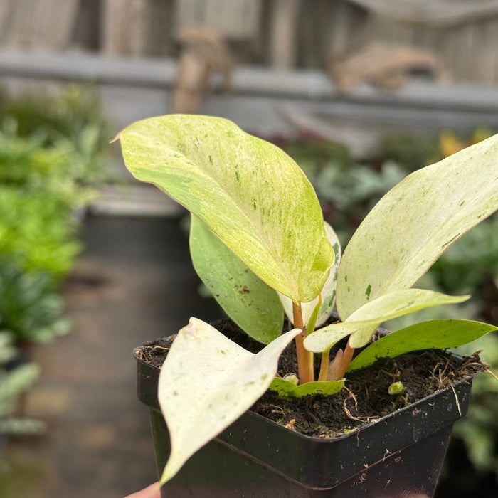Philodendron 'Snowdrift'