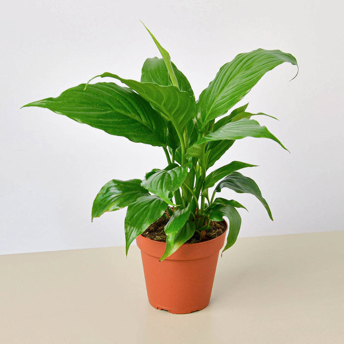 wholesale house plants online Pre-Pack #4