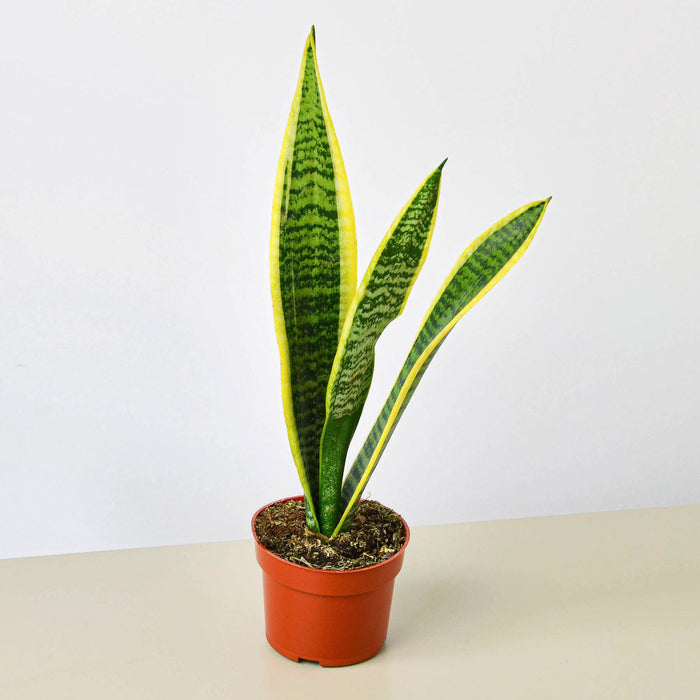 buying house plants wholesale Pre-Pack #4