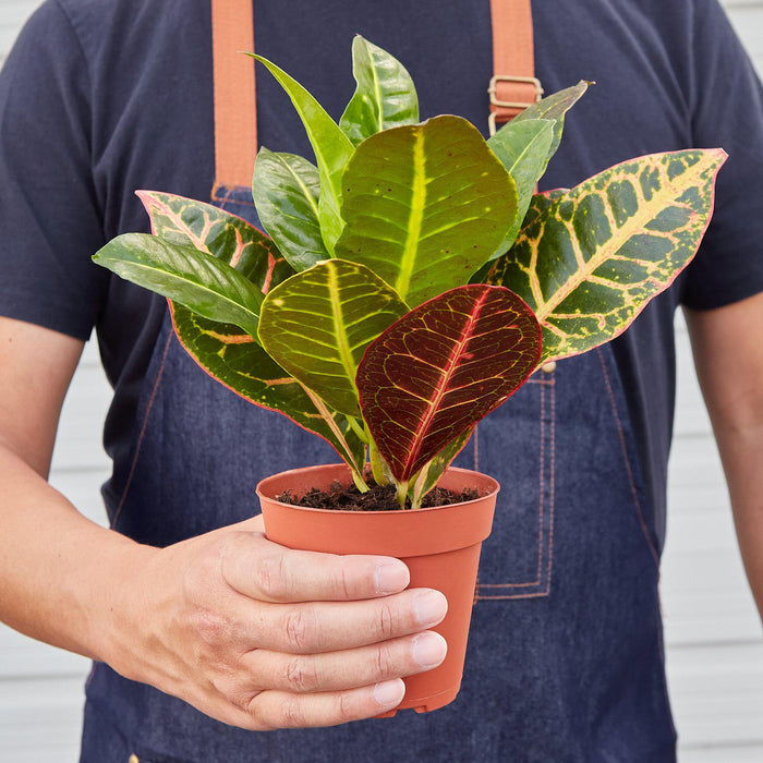 mini potted plants wholesale Mini Pre-Pack #2
