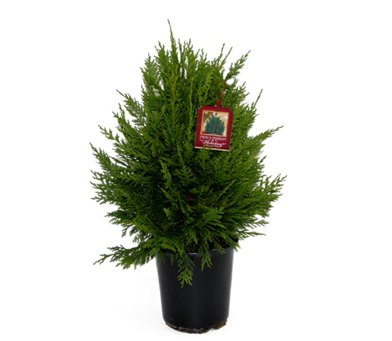 Leyland cypress - 6" Pot