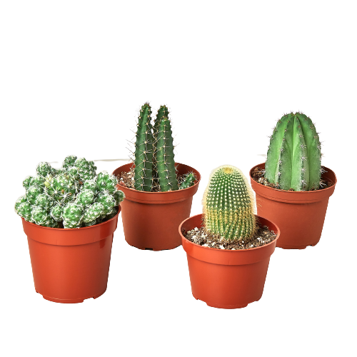 cacti house plants 4 Cacti Variety Pack