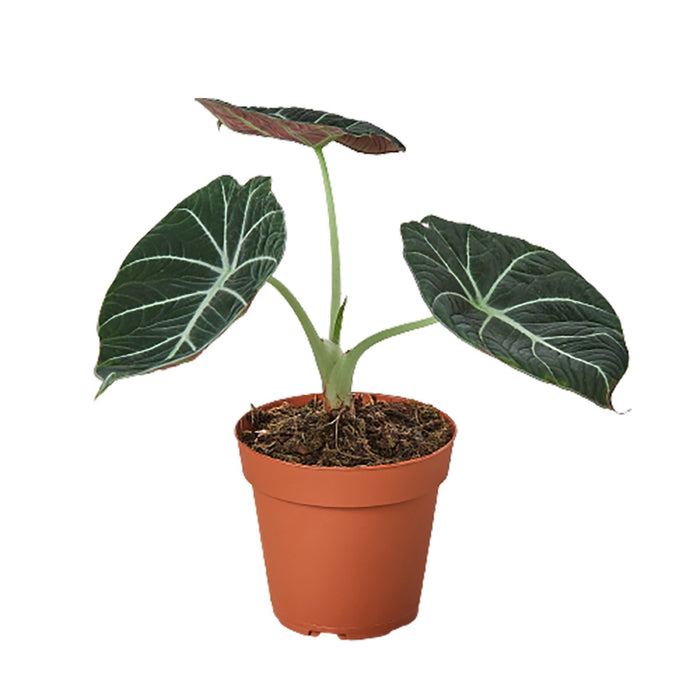 wholesale house plants for sale online Pre-Pack #4