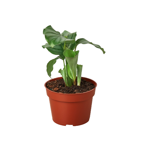Calathea 'Orbifolia' 4" Pot