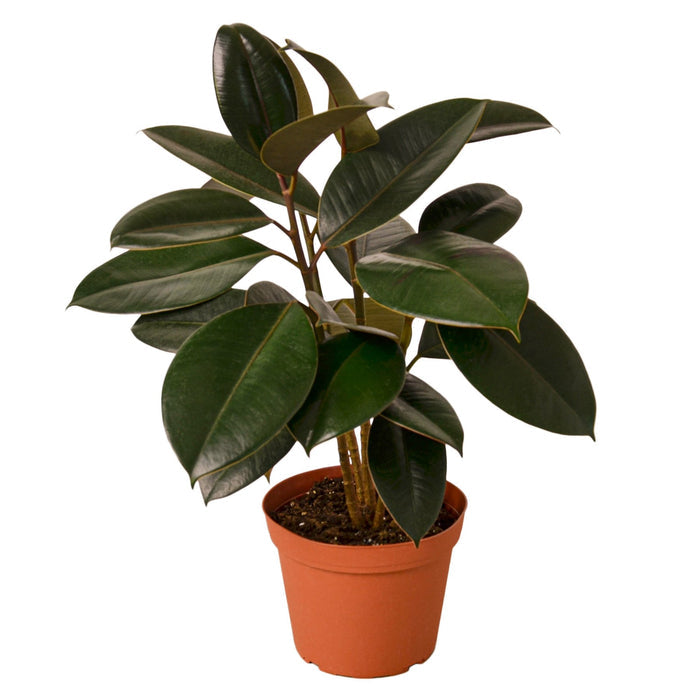 pre potted indoor plants Pre-Pack #4