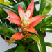 Bromeliad Guzmania 'Rose' - 4" Pot - House Plant Shop