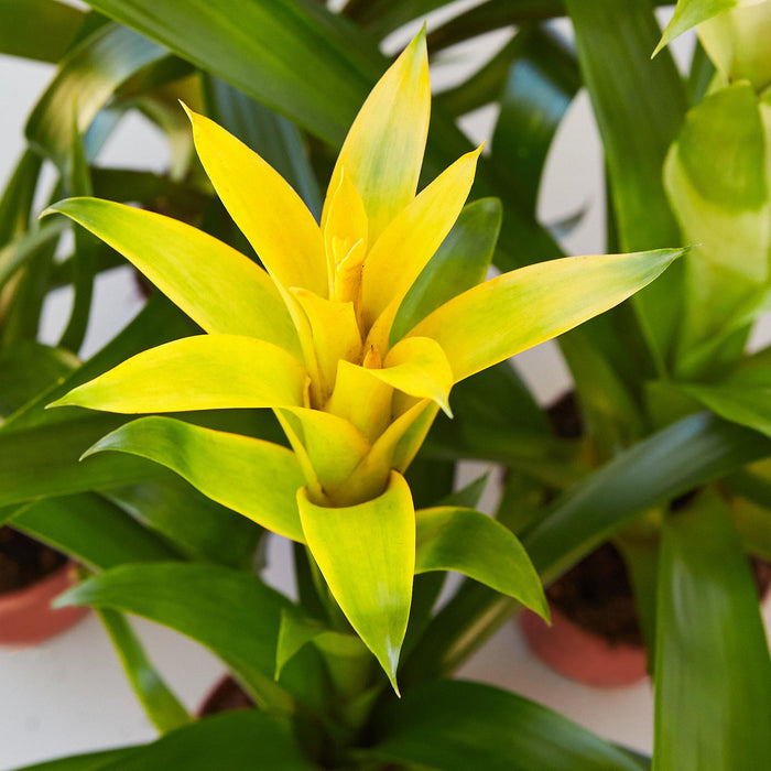 guzmania indoor plant Bromeliad Guzmania 'Yellow' - 4" Pot | Indoor Plant | Tropical Plant