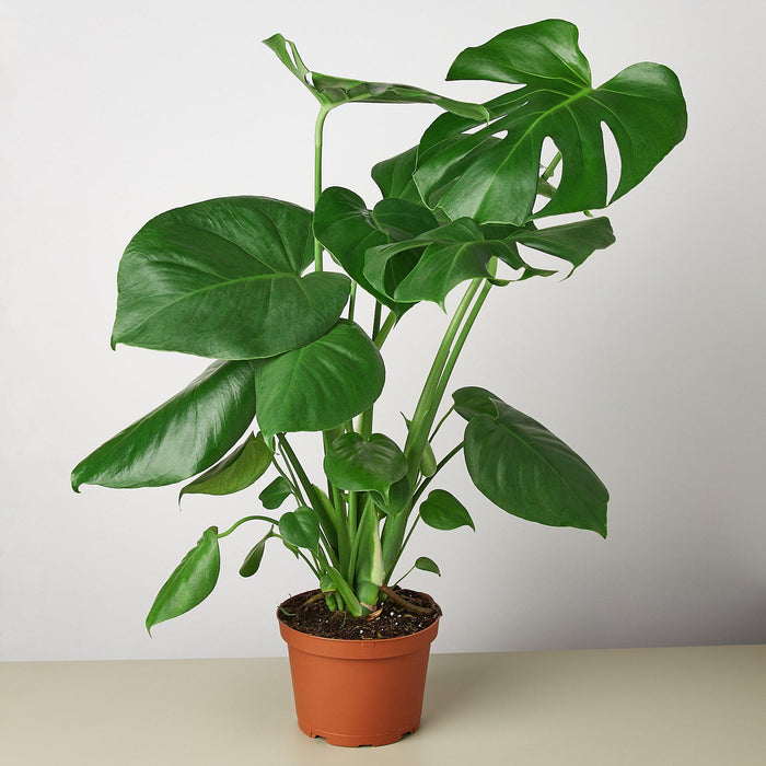 wholesale house plants online Pre-Pack #4