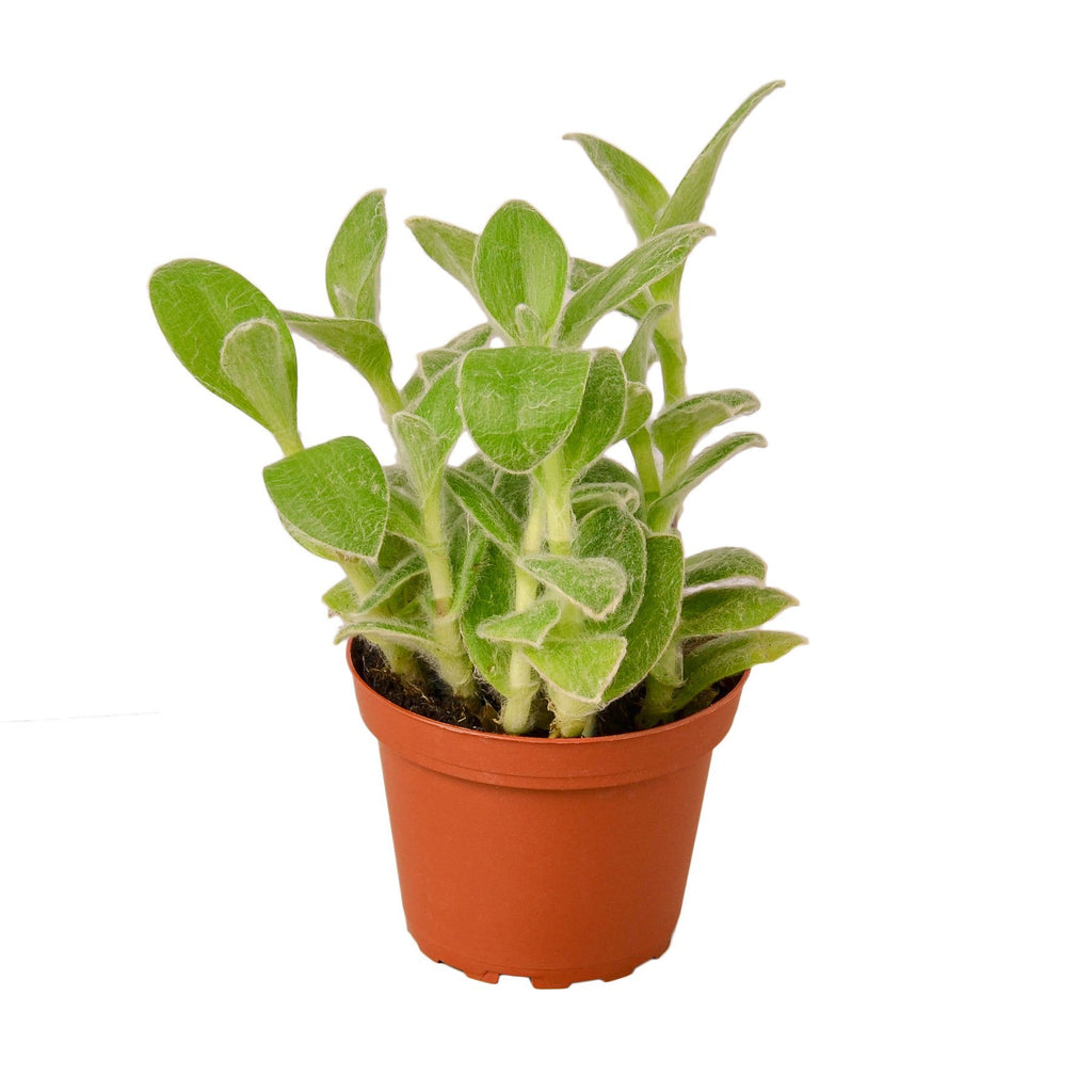 white velvet indoor plant Tradescantia White Velvet — house-plant-west