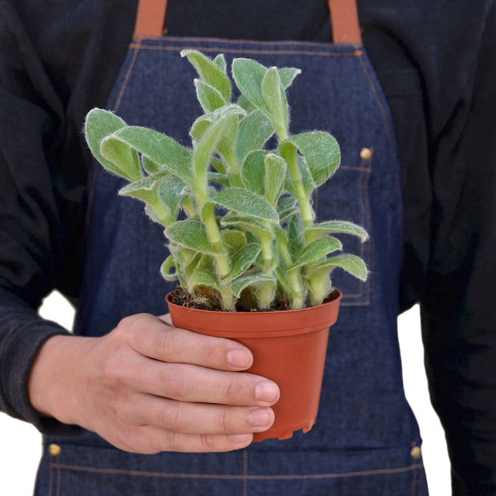 white velvet indoor plant Tradescantia White Velvet — house-plant-west