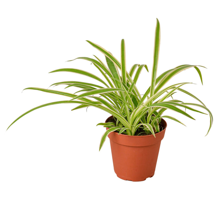 house plant distributor Pre-Pack #2
