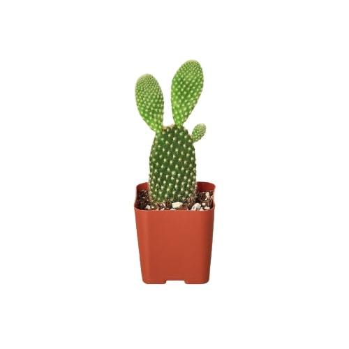 Cactus Variety - 2" Pot