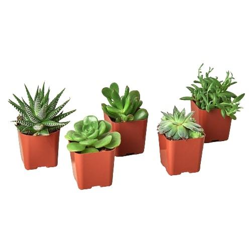 succulent tropical plants 5 Succulent Variety Pack - 2.0" Pot | Indoor Plant