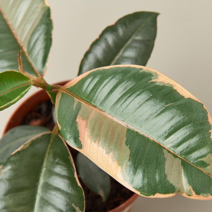 pink rubber tree for sale Ficus Elastica 'Ruby Pink' | Indoor Plant | Tropical Plant