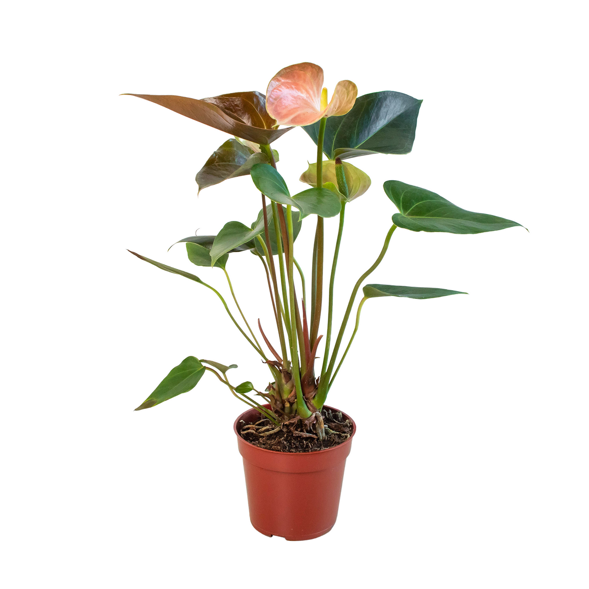 Anthurium 'Rainbow' | Indoor Plant | Tropical Plant | Potted Plant