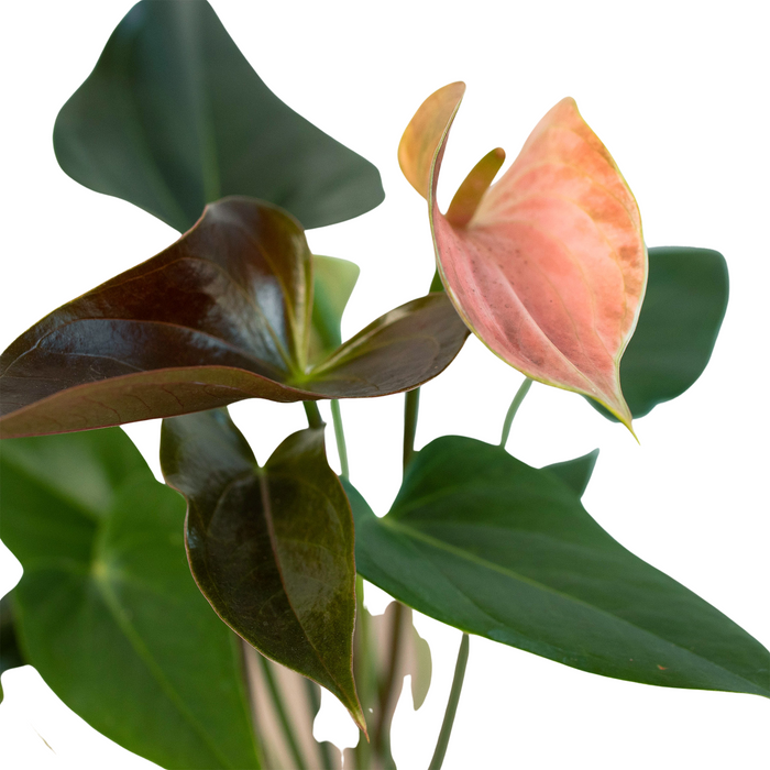 anthurium rainbow champion care Anthurium 'Rainbow' | Indoor Plant | Tropical Plant