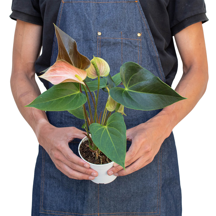anthurium rainbow Anthurium 'Rainbow' | Indoor Plant | Tropical Plant