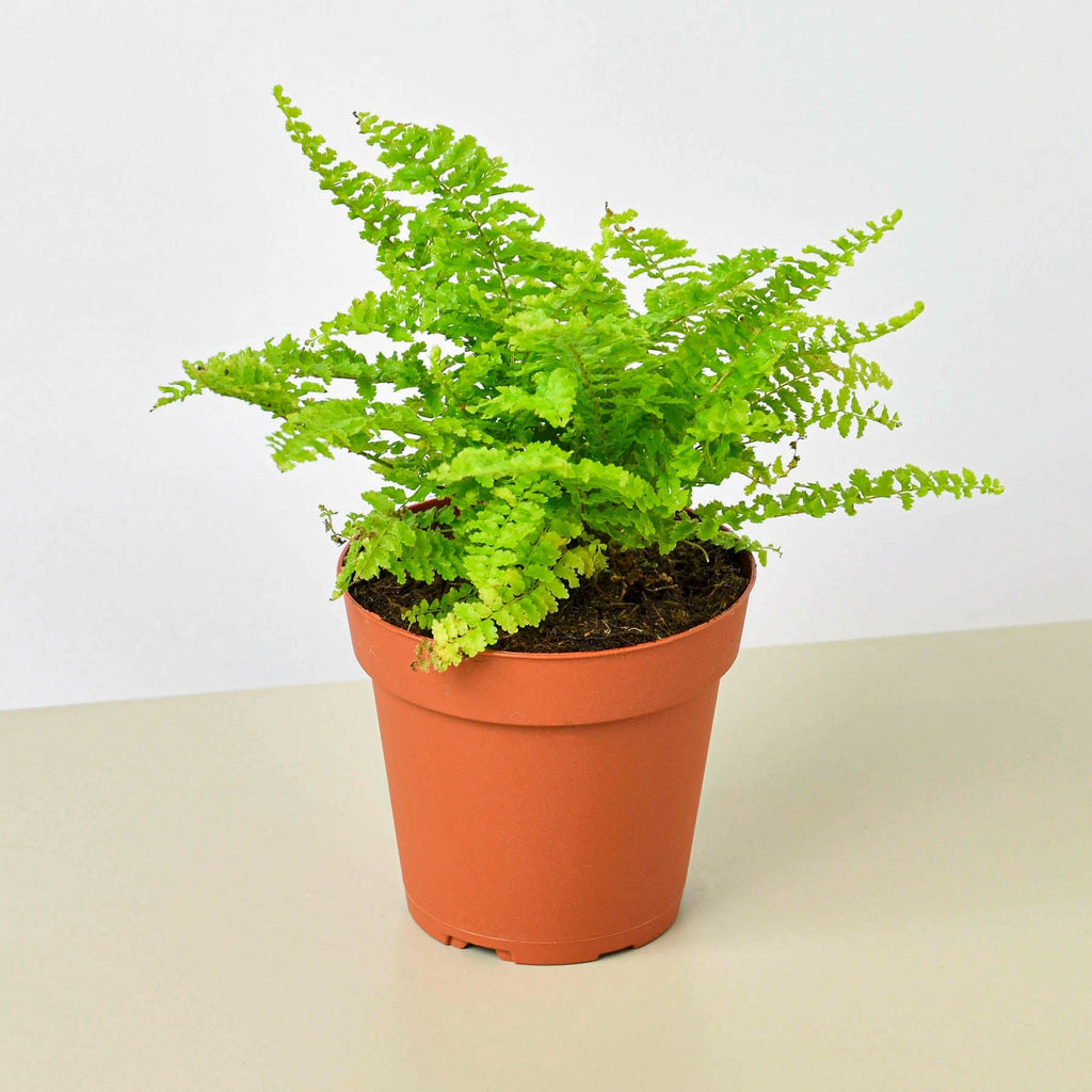 Cotton Candy Fern | Indoor Plant | Tropical Plant | Nephrolepis exaltata