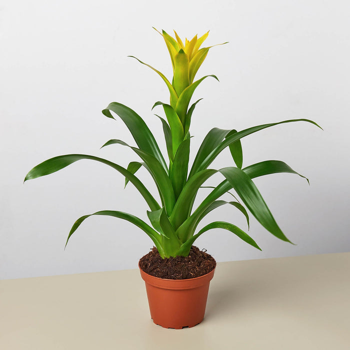 guzmania indoor plant Bromeliad Guzmania 'Yellow' - 4" Pot | Indoor Plant | Tropical Plant